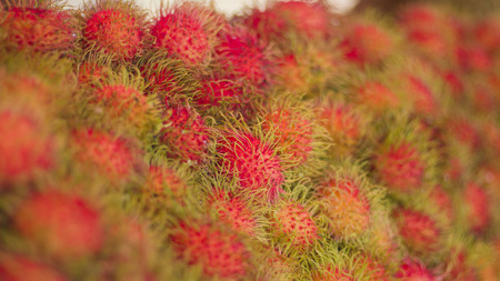 on selective focus of Rambutan, a fruit stand, medium to large trees like moist air.の写真素材