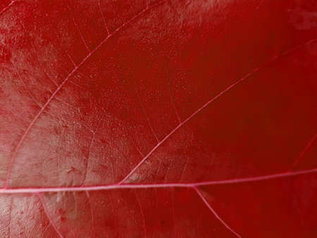 Leaves red pattern on selective focusの写真素材