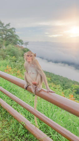 Soft focus of  the monkey father. A mother monkey and baby monkeys in sea mist and mountain...