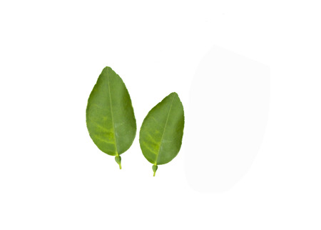 Lemon lime-twigs and leaves, which is a popular cooking on white background.