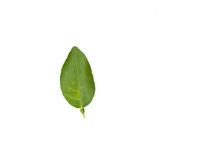 Lemon lime-twigs and leaves, which is a popular cooking on white background.の写真素材