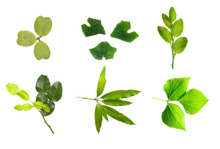 Combine several types of green leaves on isolate white background.