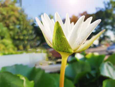 The White Lotus in the tub. In a public park.の写真素材