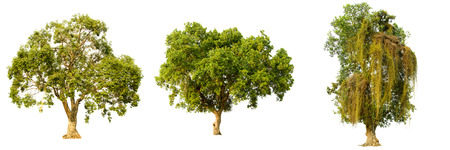 Collection of isolate pictures of green tree. Large perennial on white background.