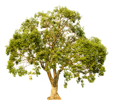 Isolate pictures of green tree. Large perennial on white background.