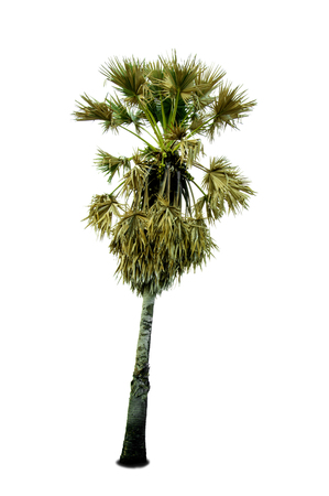 Isolate pictures of Palm trees on a white background.の写真素材