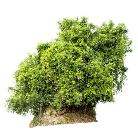 Isolate pictures of green tree. Large perennial on white background.の写真素材