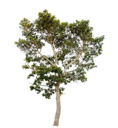 Isolate pictures of green tree. Large perennial on white background. tree dicut at isolated. Beautiful green trees in Thailand. Used for teaching biology of plants.の写真素材