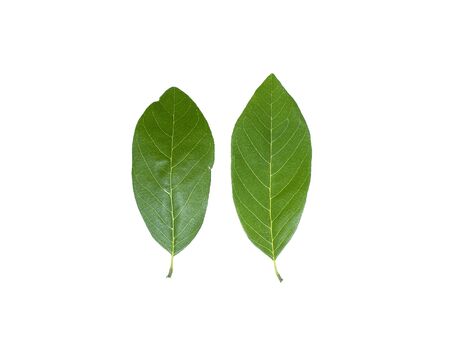 The leaves of custard apple fruit to eat. Soft and sweet taste. on white background. dicutの写真素材