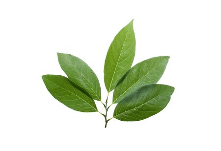The leaves of custard apple fruit to eat. Soft and sweet taste. on white background. dicutの写真素材