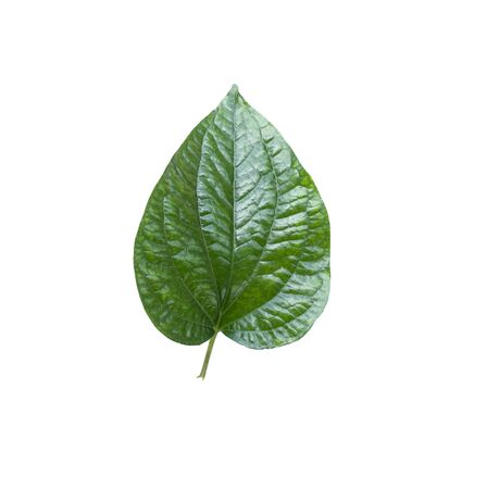 Chaplo , Herb of Thailand and the cooking. Green leaf on isolated white background. dicutの写真素材