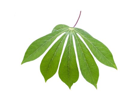 Cassava leaves. Onwhite background. dicutの写真素材