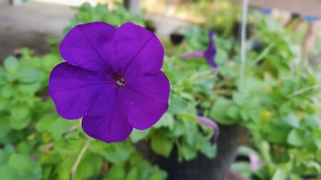 On selective focus of purple flowers on a green background blur.の写真素材