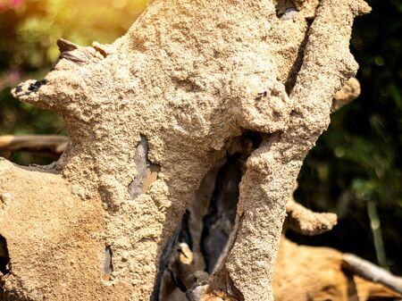 On selective focus of the termite of the dry dead wood. Insects, termites eat wood The damage to...