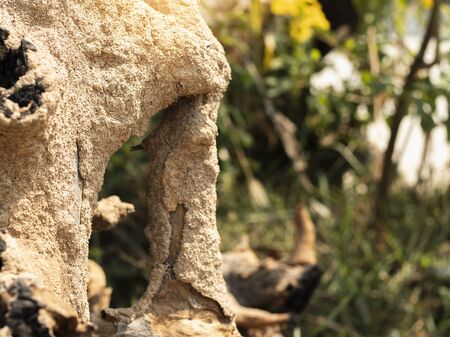 On selective focus of the termite of the dry dead wood. Insects, termites eat wood The damage to homesの写真素材