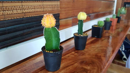 Cactus that are grafted with colorful cactus. Small potted plants for decorating home.の写真素材