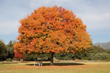 Orange and yellow fall or autumn foliage on perfect shaped tree with bench underneath