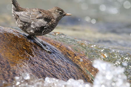 Baby dippers in clear streamの写真素材