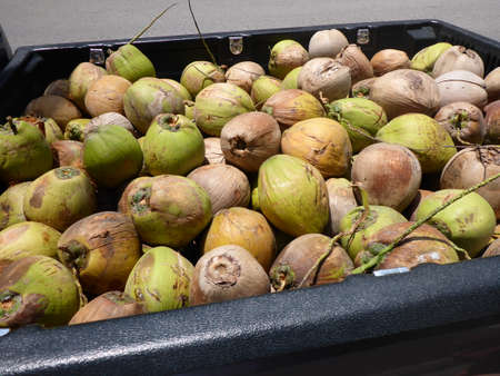 freshly harvested coconuts on a truck