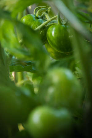 this green tomatoes will soon be harvestedの写真素材
