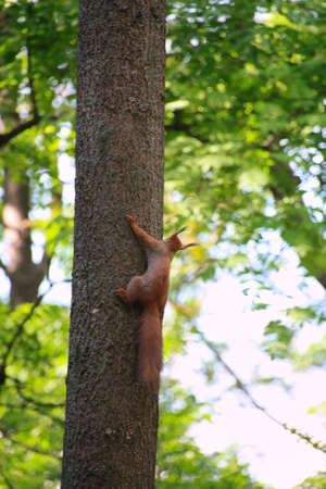 a nice red squirrel climbs on a treeの写真素材