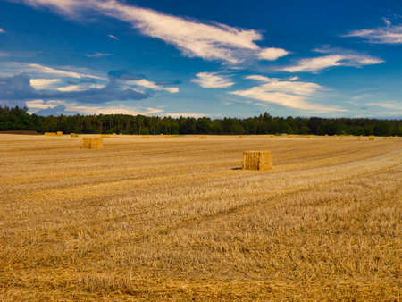 a huge harvested wheat field with straw bales