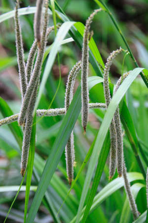 the pretty reed just before it blooms