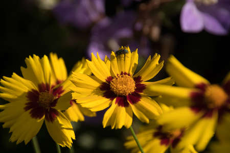 a fly lands on a yellow summer flower in the sunlight