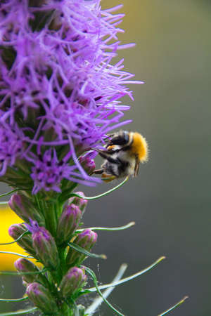 a sweet bee collects pollen on a purple flower