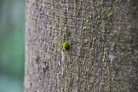 a moss point at the bark of a tree