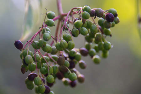 many ripe and unripe berries of the elderberry shrub