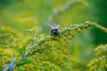 a sweet bee collects the pollen of a goldenrodの写真素材