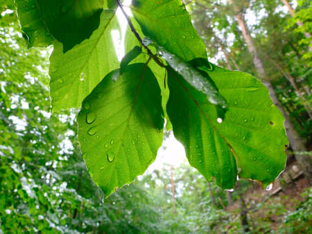 beech leaves in sunlight