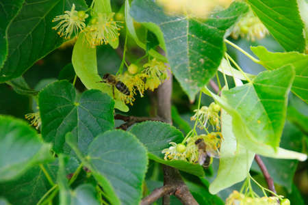 Honeybee and the Linden Tree