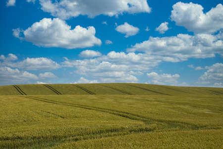 A green field and blue sky