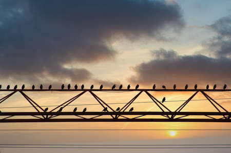 many birds sit on the constuction crane. Birds on wires.の写真素材