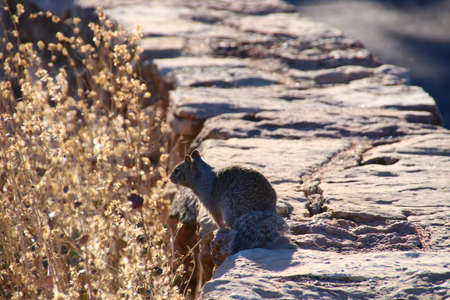 quick squirrel in grand canyonの写真素材