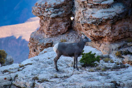Desert bighorn sheep at the sourth rim, Grand Canyon NP, Arizona, USA