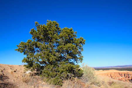 The Bryce Canyon National Park, Utah, United States fantastic red hoodoos and bright lightの写真素材