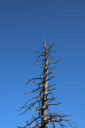 A death tree in the Bryce Canyon National Park