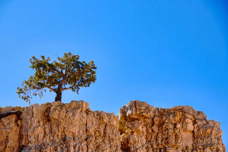 Pinyon Pine Tree Bryce Canyon National Park Utah USA