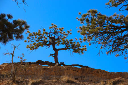 Pinyon Pine Tree Bryce Canyon National Park Utah USAの写真素材