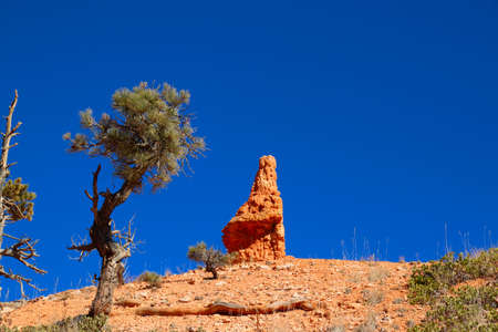 The Bryce Canyon National Park, Utah, United States fantastic red hoodoos and bright light
