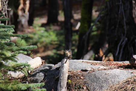 A Chipmunk sit on a branch in Yosemite, California, USAの写真素材