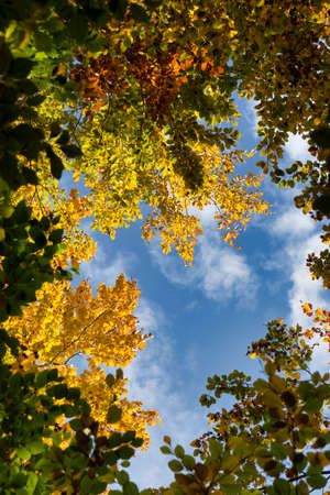 wonderful autumn scenery at a forest with sunlight, blue sky and great colorsの写真素材