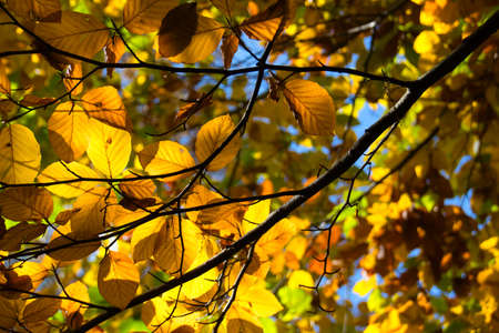 wonderful autumn scenery at a forest with sunlight, blue sky and great colors