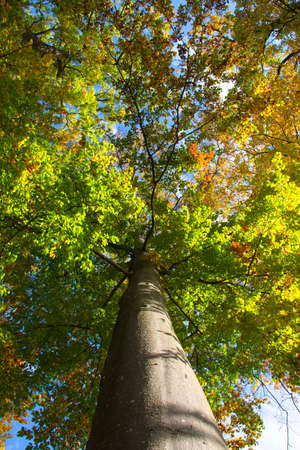 wonderful autumn scenery at a forest with sunlight, blue sky and great colors
