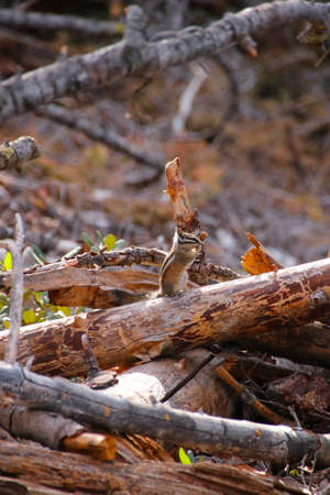 A Squirrel sit on the branch of a death tree and eat something, Yosemite Valley, USAの写真素材