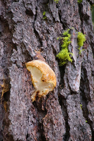 Tree mushroom on a tree trunk with green moss and dark bark, Yosemite NPの写真素材