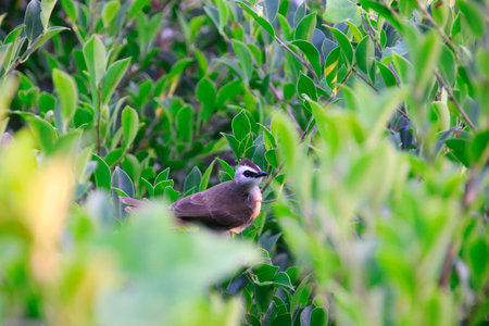 a beautiful bird from the window in the morning in southern Thailand. Yellow-vented bulbul...